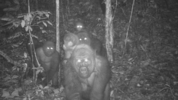 Goryle rzeczne zostały uchwycone w fotopułapkę wraz z dużą grupą młodych.