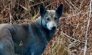 "Niebieskie psy" w Czarnobylu. Pojawiła się nowa teoria