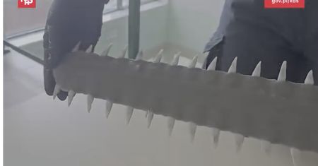 Miecz ryby piły w bagażu! Pasażerka autobusu z Rosji wpadła na granicy