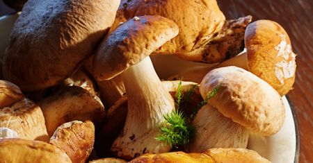 Grzyby – cenne źródło związków prozdrowotnych