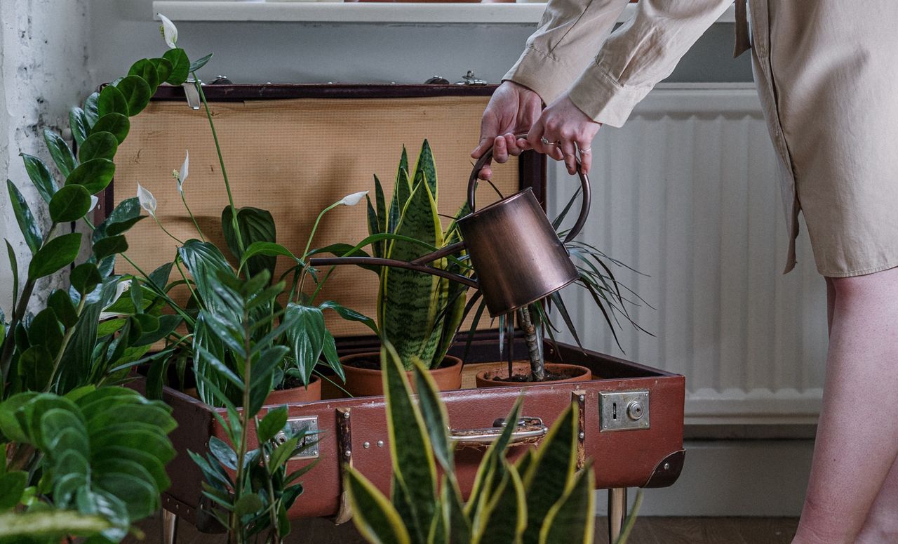 Tarnobrzeg: Jesienna Kwiatowymiana 2025 to raj dla miłośników roślin domowych i ogrodowych