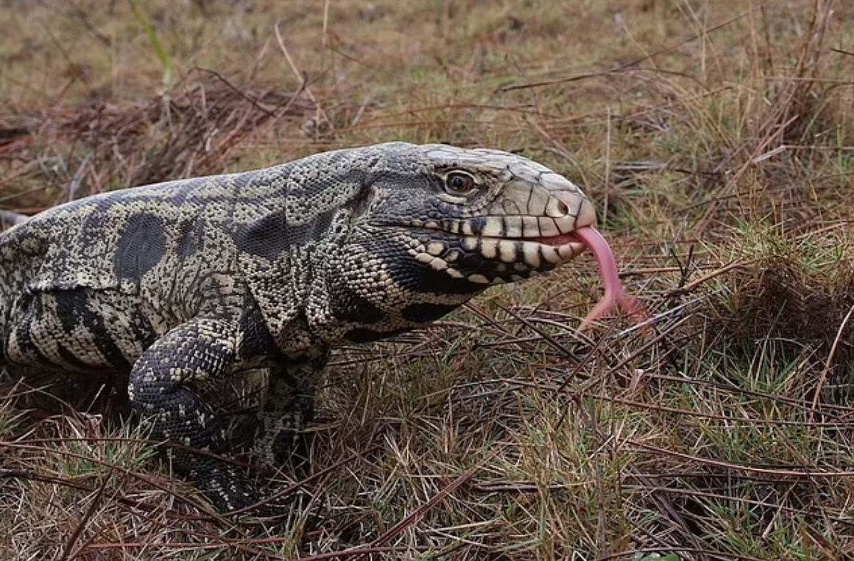 South Carolina battles invasion of giant tegus