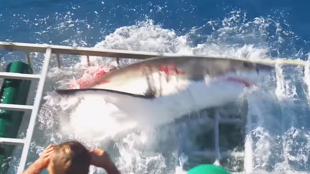 Żarłacz biały wdarł się do klatki z fotografem. Cudem uszedł z życiem 1