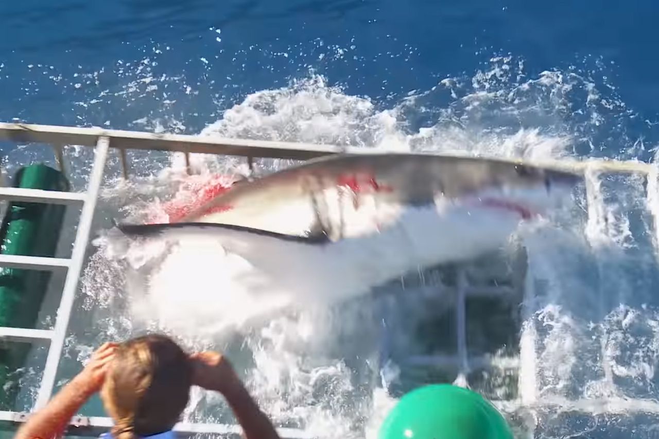 Żarłacz biały wdarł się do klatki z fotografem. Cudem uszedł z życiem