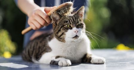 Krzyżówka dla miłośników kotów. Sprawdź, co wiesz o pielęgnacji swojego pupila