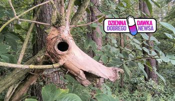 "Leśne cuda". Potrafisz je dostrzec? Niezwykła kompilacja leśników