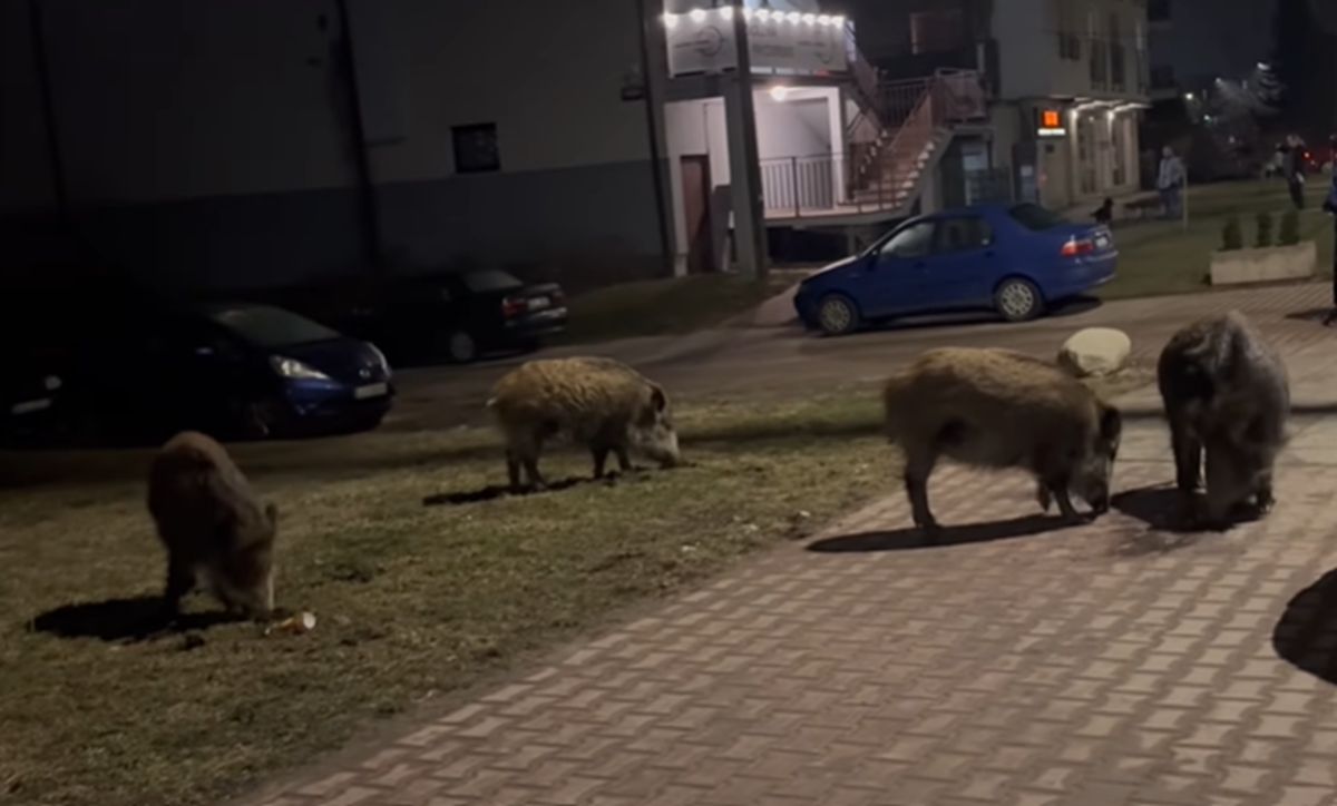 Dziki przy ul. Bartyckiej