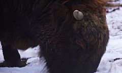 Król polskich lasów zginął w rowie