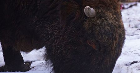 Król polskich lasów zginął w rowie