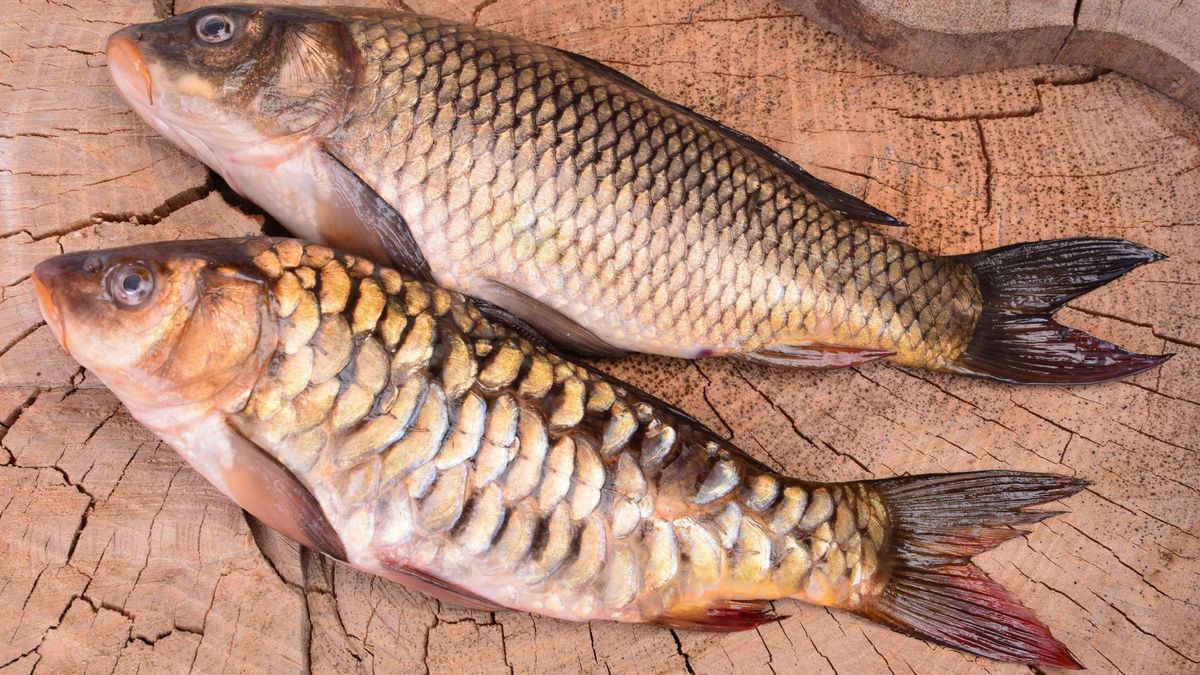 nowa przekąska z karpia