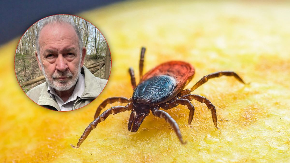 Prof. Stanisław Ignatowicz radzi, jak walczyć z kleszczami.