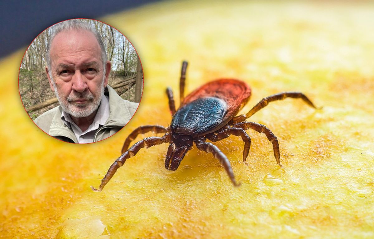 Już się pojawiły. Ekspert ma na nie sposób. "Zatyka dziurki u kleszczy"