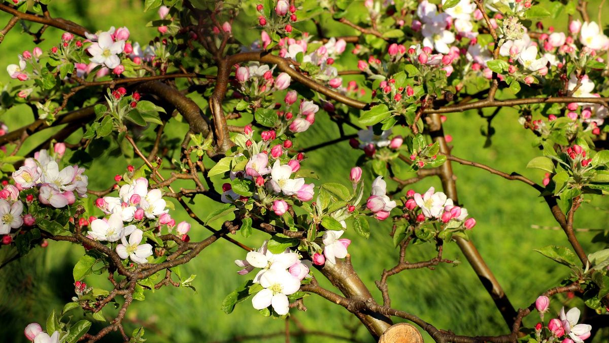 Kwitnące pąki kwiatów - w wielu przypadkach w tym momencie jest już za późno na opryski