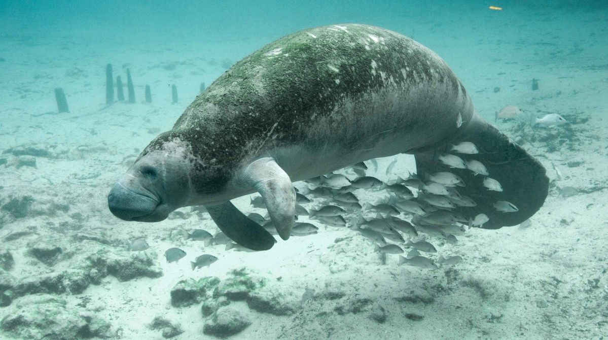 Coastal dugong.