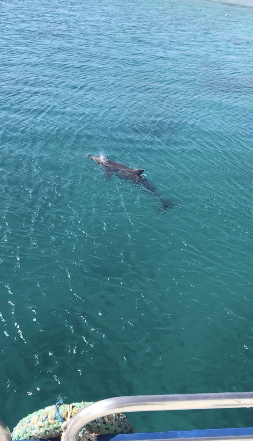 Szczęściarzom uda się zobaczyć delfiny
