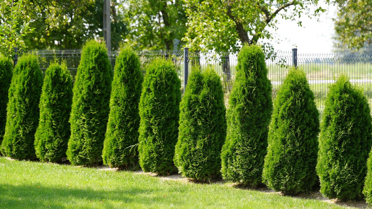 Pielęgnacja tui przed zimą