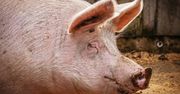Wsparcie dla hodowców świń wystartowało. Jak dostać 100 tys. zł na inwestycje przeciw ASF?
