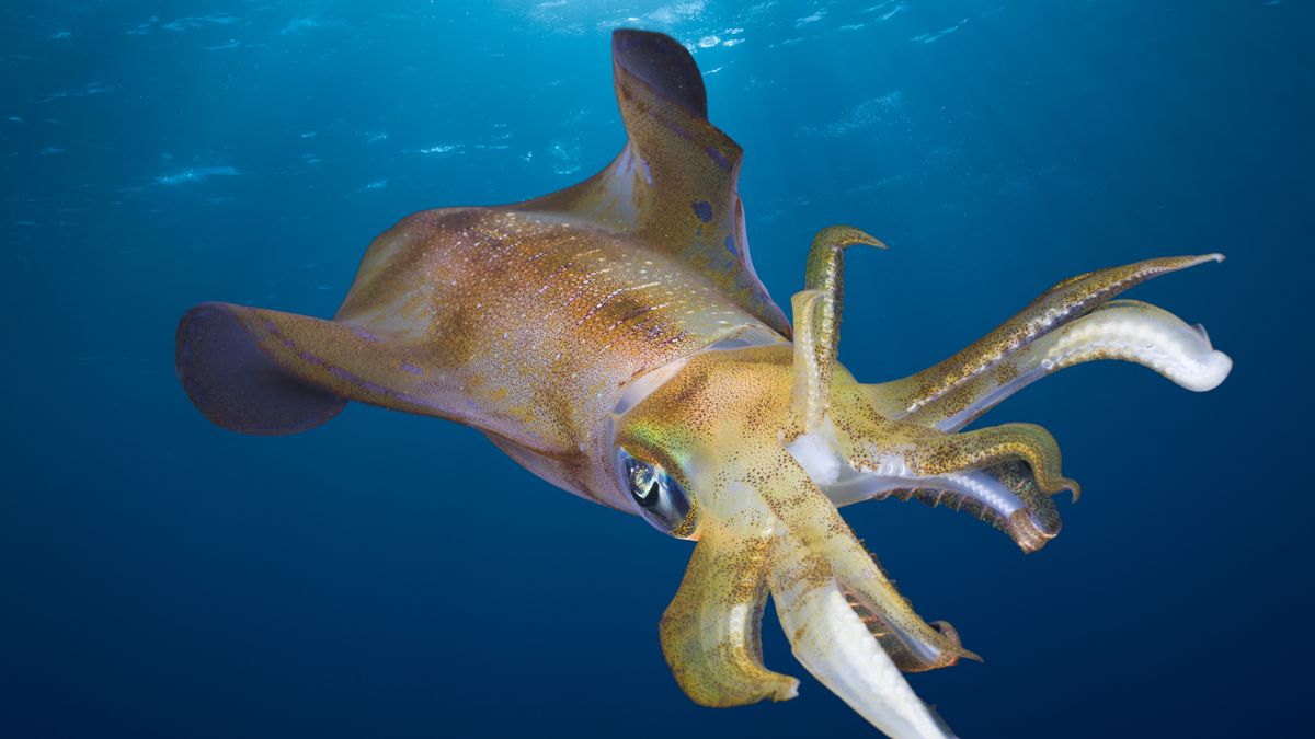 Zakwaszenie oceanów drastycznie zmniejsza mózgi kałamarnic
