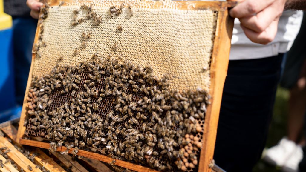 Miodobranie na Warmii i Mazurach (zdj. ilustracyjne) 