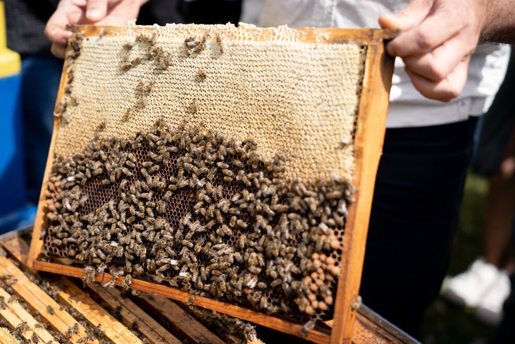 Ruszyło miodobranie. Pszczelarze mówią o utrudnionej produkcji