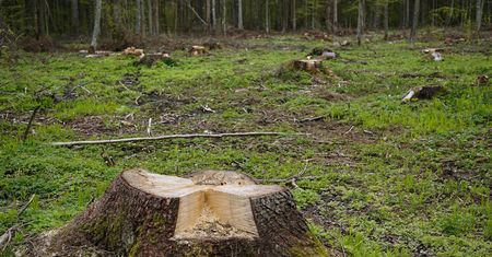 Wycięli drzewa w Puszczy Białowieskiej. Sprawa trafi do prokuratury?