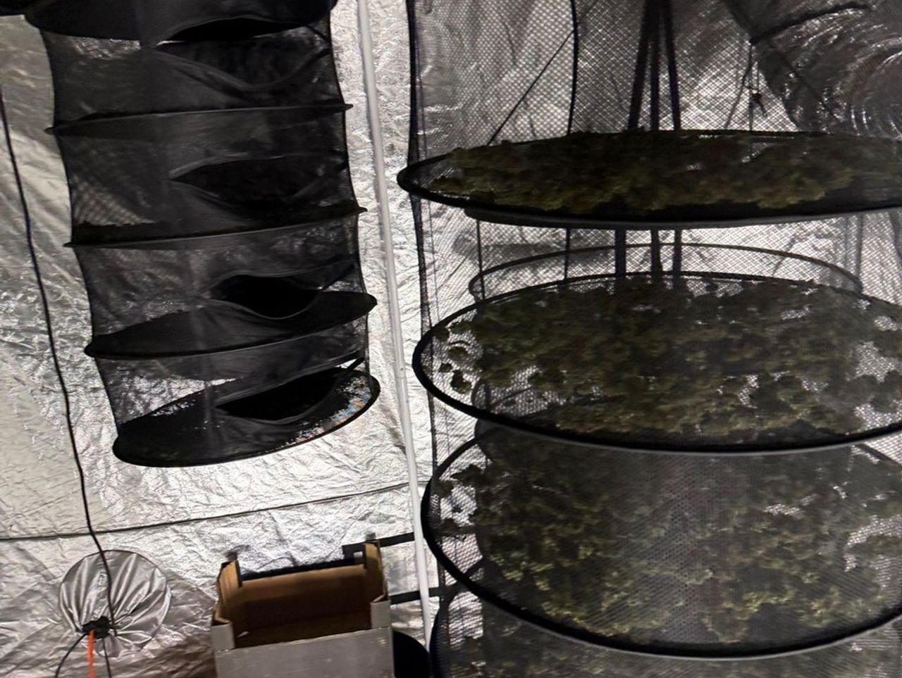 Człuchów: Policjanci pojechali do pożaru komina. Podczas działań odkryli nielegalną plantację konopi