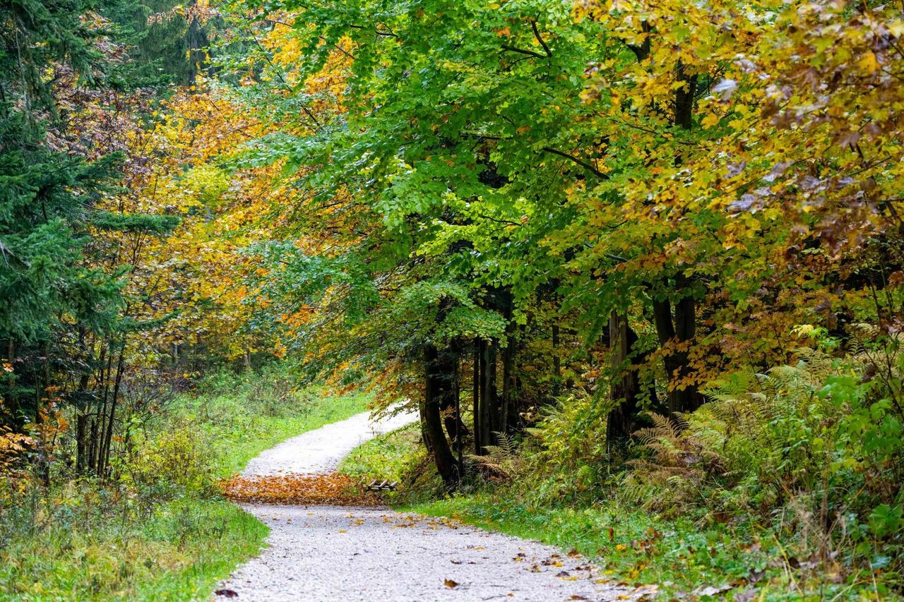 Zakopane: Złota jesień pod Reglami. Spacer wśród mgły i mżawki ma swój urok
