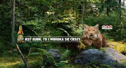 Janusz Chabior w akcji "Mordka się cieszy na widok Żubra"