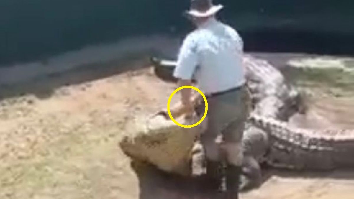 Sean le Clus został zaatakowany przez krokodyla, którego właśnie prezentował przerażonemu tłumowi