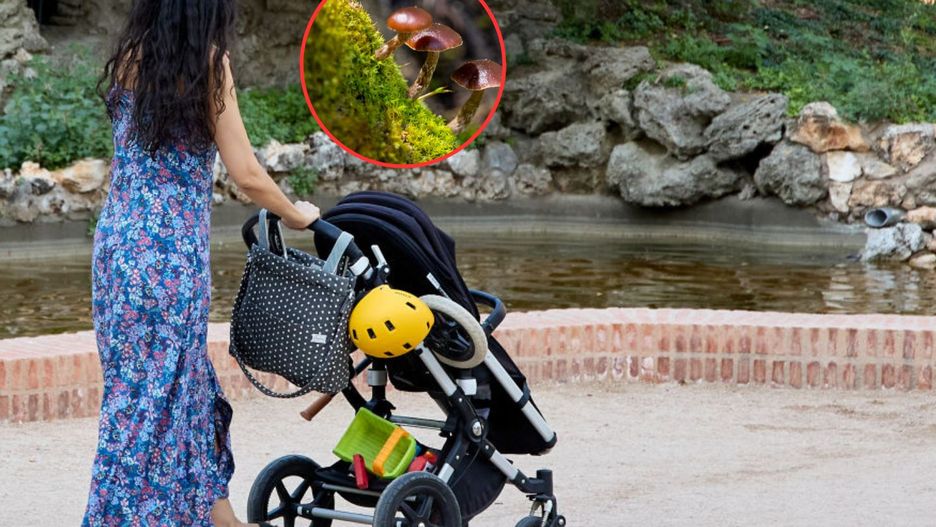 Nowy trend wśród mam? Chodzi o "magiczne grzybki" na stres