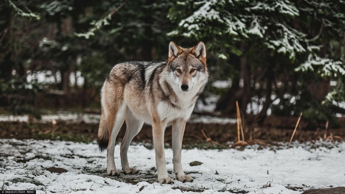Mieszkańcy gminy boją się wilków