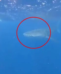 Rekin u wybrzeży Hurghady. Ma 13 metrów długości