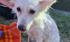 Właściciele wybrali się na basen. Psa zamknęli w aucie