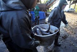 Hodują karpie od 800 lat. Mówią, jakich ryb szukają dzisiaj Polacy