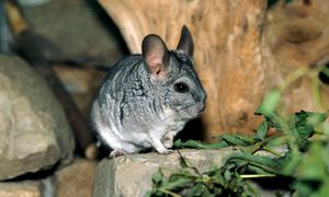 Steki zwierząt zabitych przez czad. Sprawę badają służby