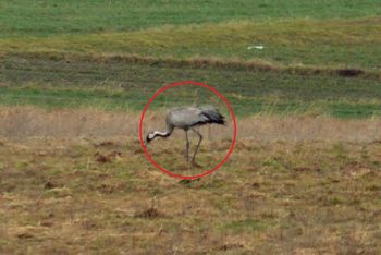 Nie odleciały na zimę z Polski. Gdy to zobaczył, od razu złapał za telefon