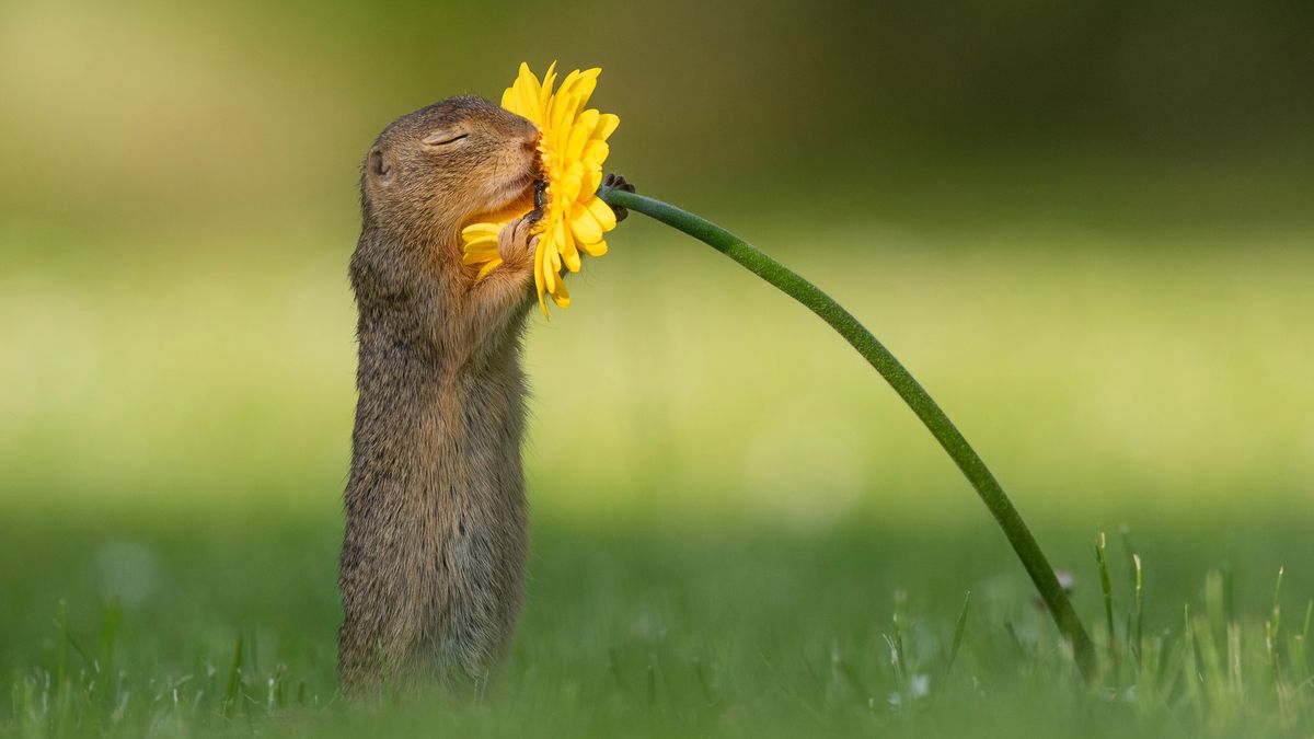 Zdjęcia wiewiórki z kwiatem stały się hitem internetu. Są przeurocze! 1