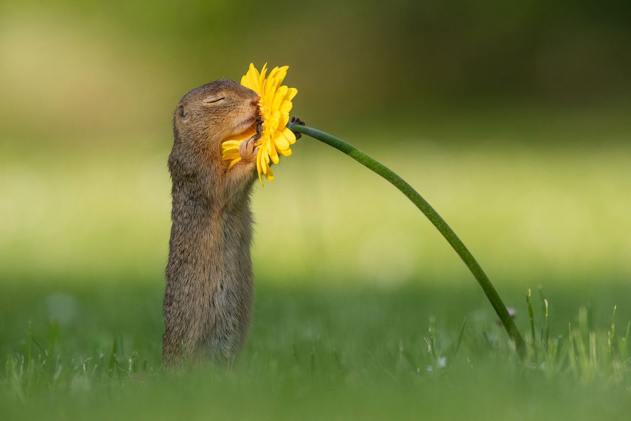 Zdjęcia wiewiórki z kwiatem stały się hitem internetu. Są przeurocze!