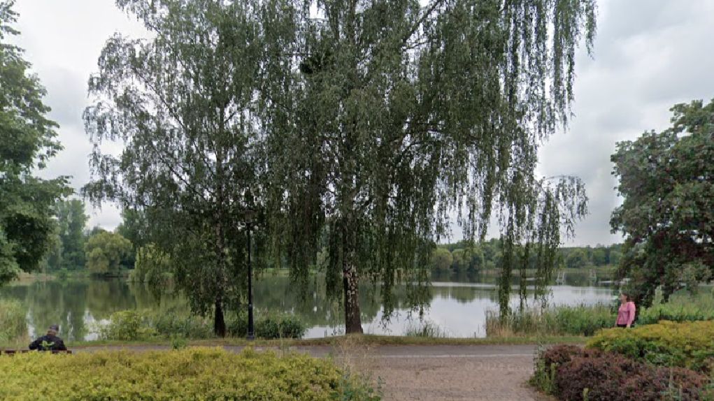 Inwazyjny gatunek w Katowicach. Miasto podjęło decyzję