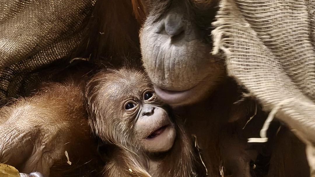 Orangutan