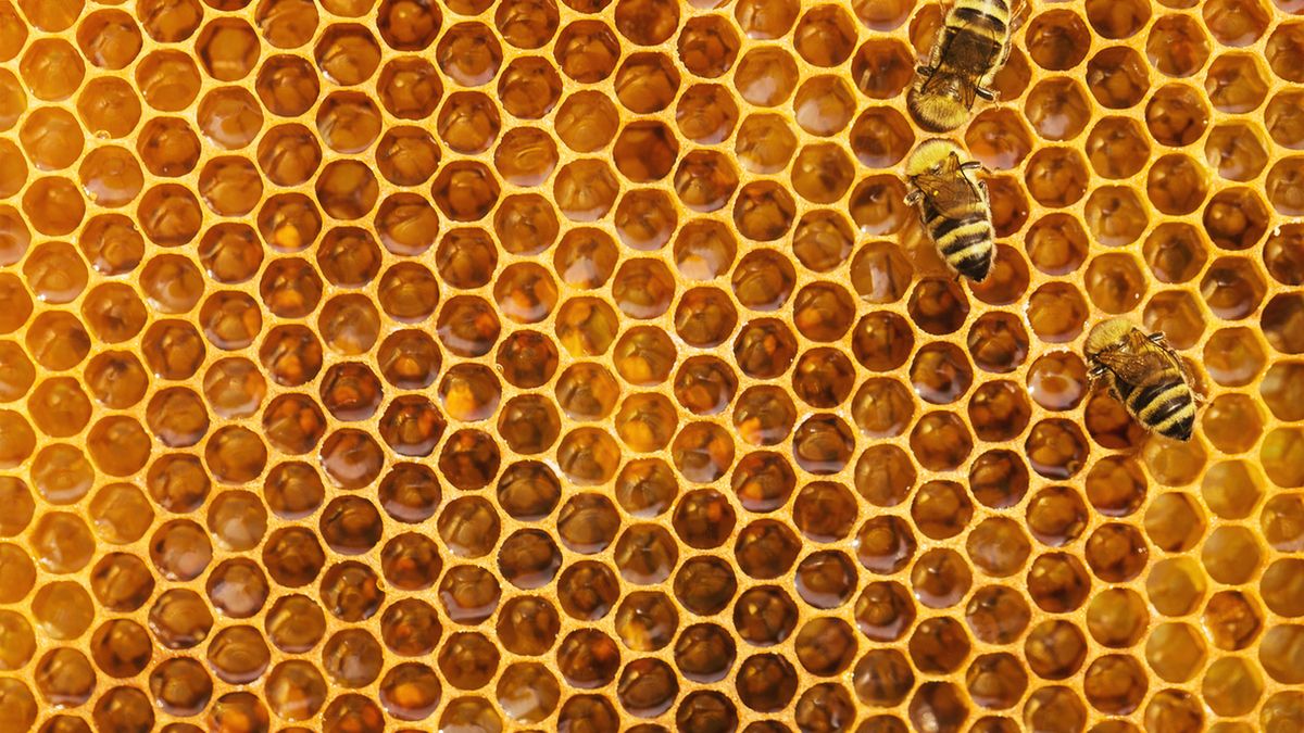 Trypofobia to niewytłumaczalny lęk przed dziurkami.