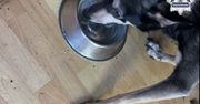 Wychudzony pies w mieszkaniu w Świętochłowicach. Właścicielce grozi więzienie