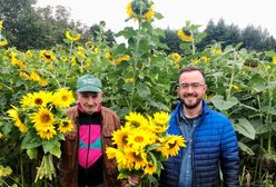 Bierutów. Podaruj mu trochę słońca. Internet wspiera pana Wojtka, właściciela słonecznikowego pola