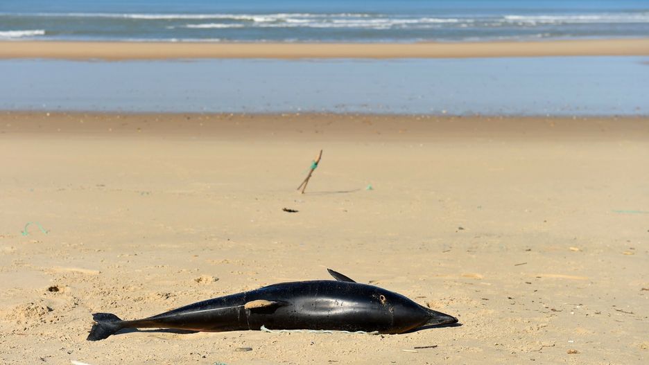 arch34TOPSHOT - A dead dolphin lies on a beach of the Atlantic Ocean near Lacanau, southwestern France, on March 22, 2019. - Over 1,100 beached dolphins have been recorded on the French Atlantic coast, mainly in the Vendee, Charente-Maritime and Gironde deprtments, according to the Pelagis Observatory, a marine mammal and seabird research laboratory based in La Rochelle. "We have dolphins arriving on the coast with marks, we can prove that it's accidental capture but we can not detect what fishing gear has contributed to this." We need to know exactly what it's happening", said Willy Dabin of the Pelagis Observatory. (Photo by NICOLAS TUCAT / AFP)NICOLAS TUCAT
