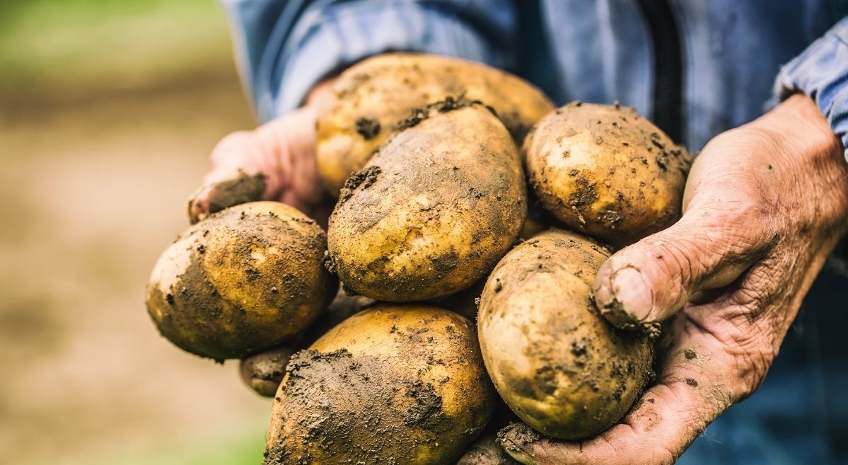 Polskę zalewają zagraniczne ziemniaki. Rolnicy są załamani