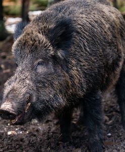 Dzika nazwali "Putin". Zmienią imię: "Żadna świnia na to nie zasługuje"