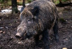 Dzika nazwali "Putin". Zmienią imię: "Żadna świnia na to nie zasługuje"