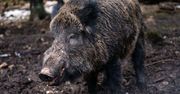 Dzika nazwali "Putin". Zmienią imię: "Żadna świnia na to nie zasługuje"