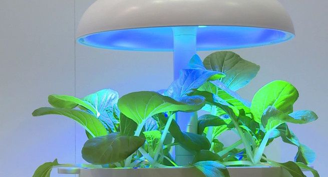 Technologia zaczerpnięta od NASA pozwala na uprawę roślin i warzyw w domu. Wyhodować można m.in. zioła, przyprawy, truskawki czy pomidorki