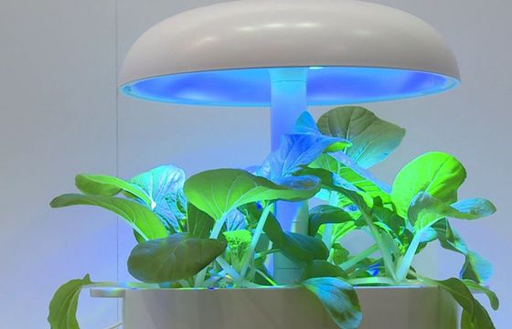 Technologia zaczerpnięta od NASA pozwala na uprawę roślin i warzyw w domu. Wyhodować można m.in. zioła, przyprawy, truskawki czy pomidorki